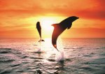 Dolphin Sunset Puzzle - 500pc